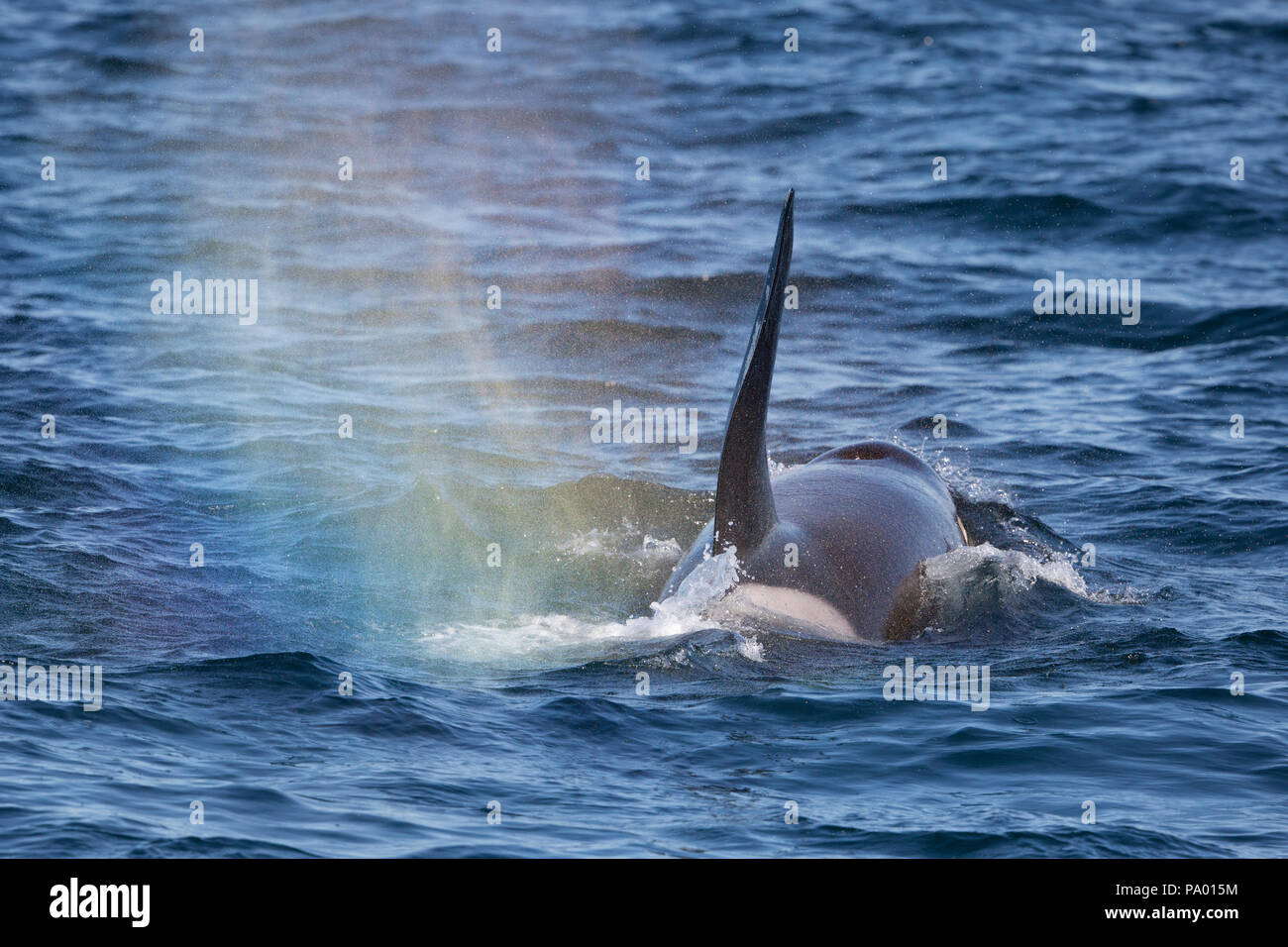 Killer Whale o Orca (Orcinus orca) e rainbow, Russia Orientale Foto Stock