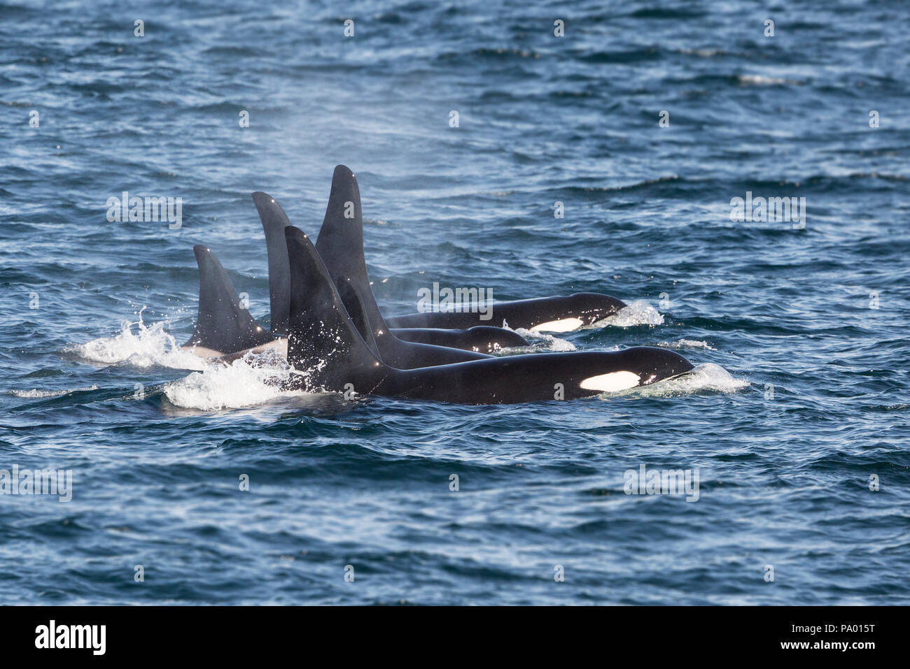 Pod di balena killer o Orca (Orcinus orca), Russia Orientale Foto Stock