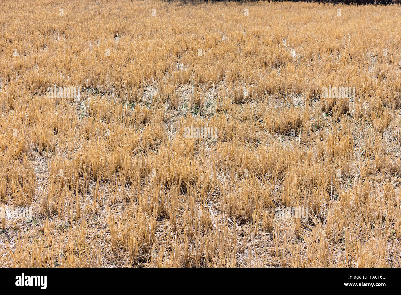 Indian paddy paglia a chiudere vista strabiliante in un indian risone in campo agricolo. Foto Stock