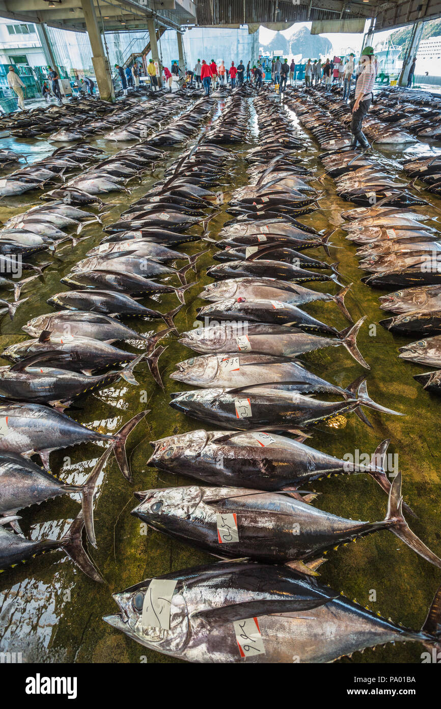 Kumano Kodo percorso del pellegrinaggio. Mercato del pesce. Il tonno. Porto di pesca. Katsuura. Percorso Nakahechi. Wakayama Prefettura. La regione di Kansai. Il Giappone. UNESCO Foto Stock