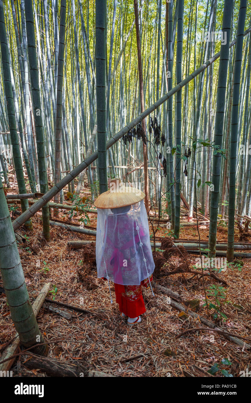 Kumano Kodo percorso del pellegrinaggio. Daimon-zaka slope. Gli alberi di bambù. Wakayama Prefettura. Kii Peninsula. La regione di Kansai. Isola Honshü . L' UNESCO . Giappone Foto Stock