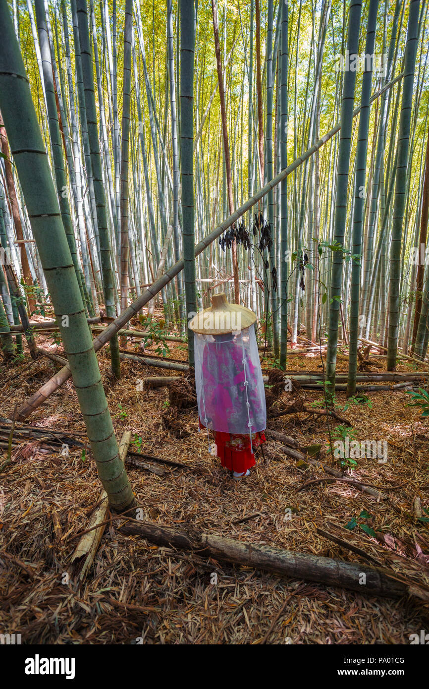 Kumano Kodo percorso del pellegrinaggio. Daimon-zaka slope. Gli alberi di bambù. Wakayama Prefettura. Kii Peninsula. La regione di Kansai. Isola Honshü . L' UNESCO . Giappone Foto Stock