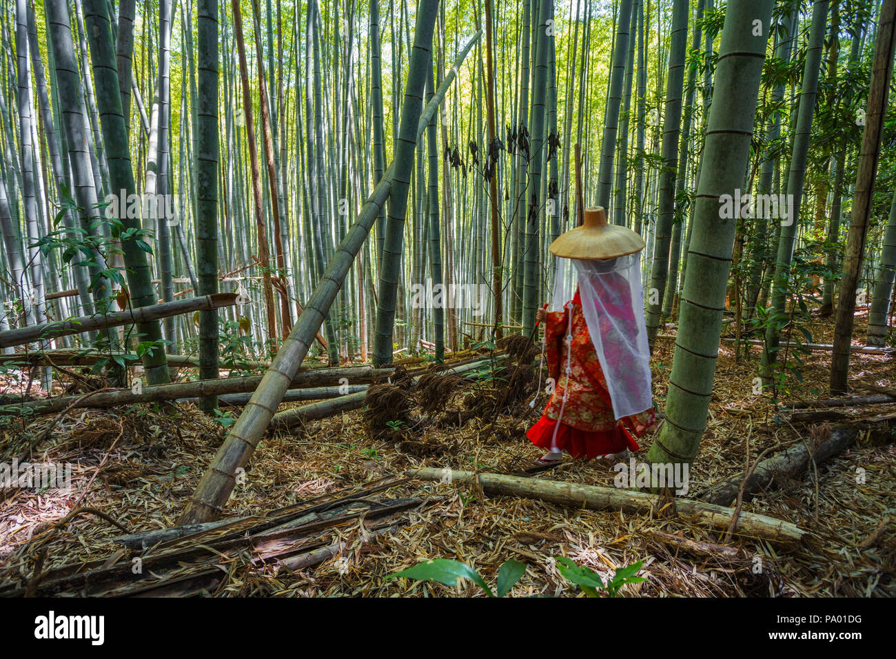 Kumano Kodo percorso del pellegrinaggio. Daimon-zaka slope. Gli alberi di bambù. Wakayama Prefettura. Kii Peninsula. La regione di Kansai. Isola Honshü . L' UNESCO . Giappone Foto Stock