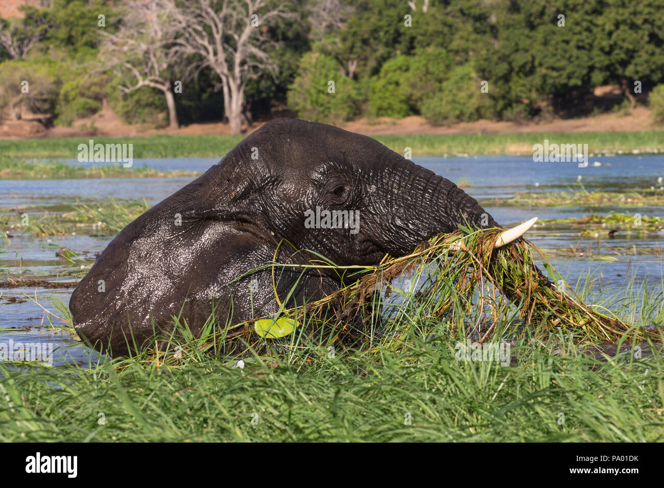 Elefante africano (Loxodonta africana) alimentazione in fiume Chobe, Chobe National Park, Botswana Foto Stock