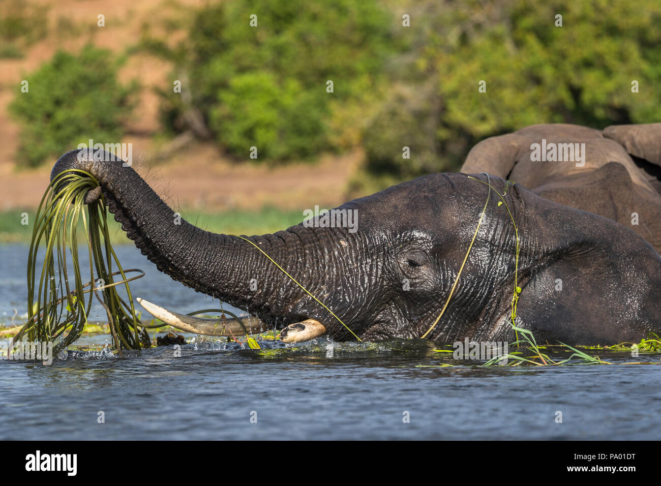 Elefante africano (Loxodonta africana) alimentazione in fiume Chobe, Chobe National Park, Botswana Foto Stock