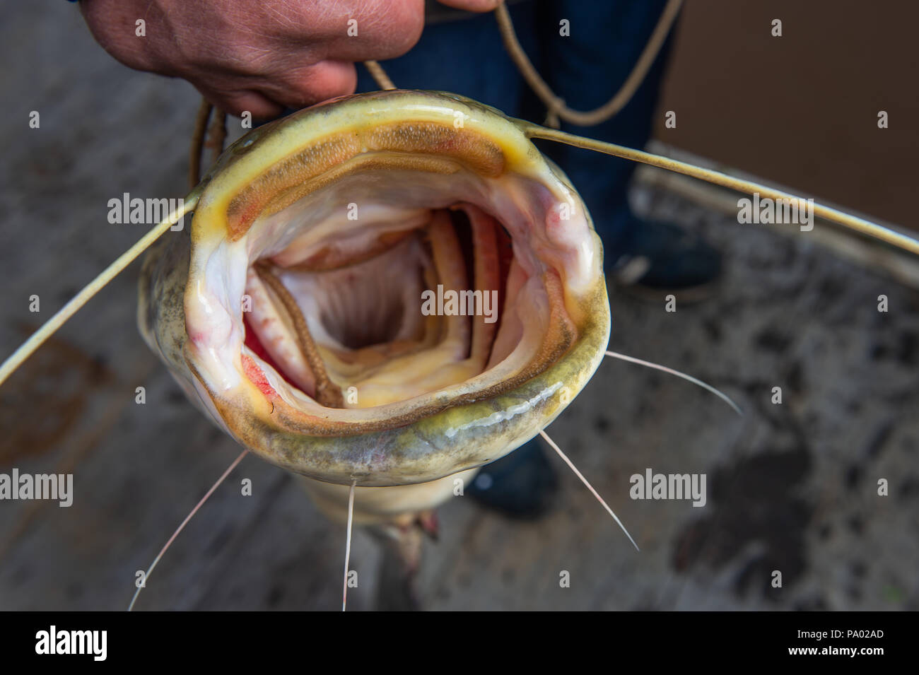 Pesce gatto amur immagini e fotografie stock ad alta risoluzione - Alamy