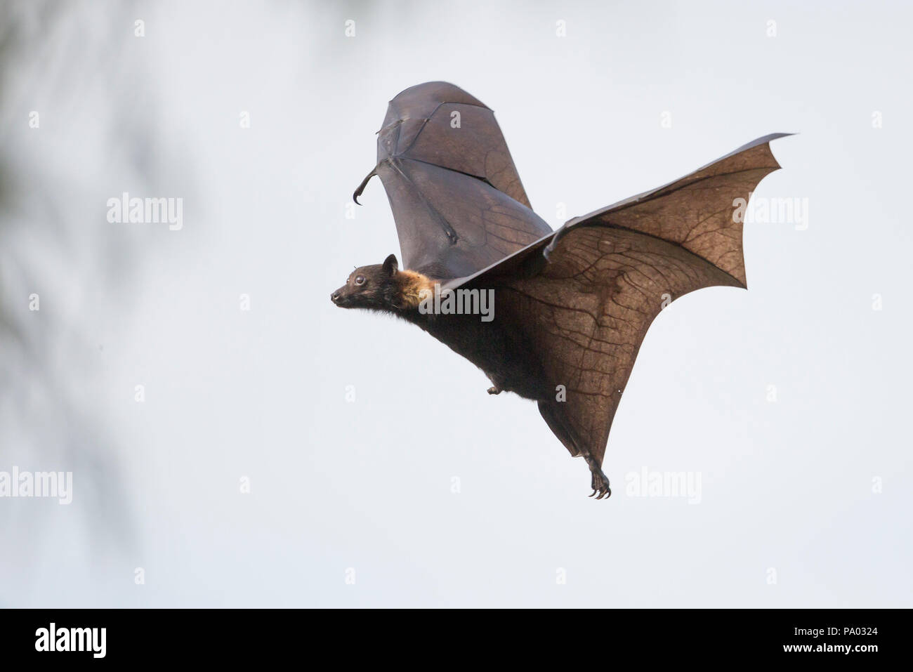 Flying Fox aka frutta nera bat (Pteropus alecto) nella Kimberley, Australia occidentale Foto Stock