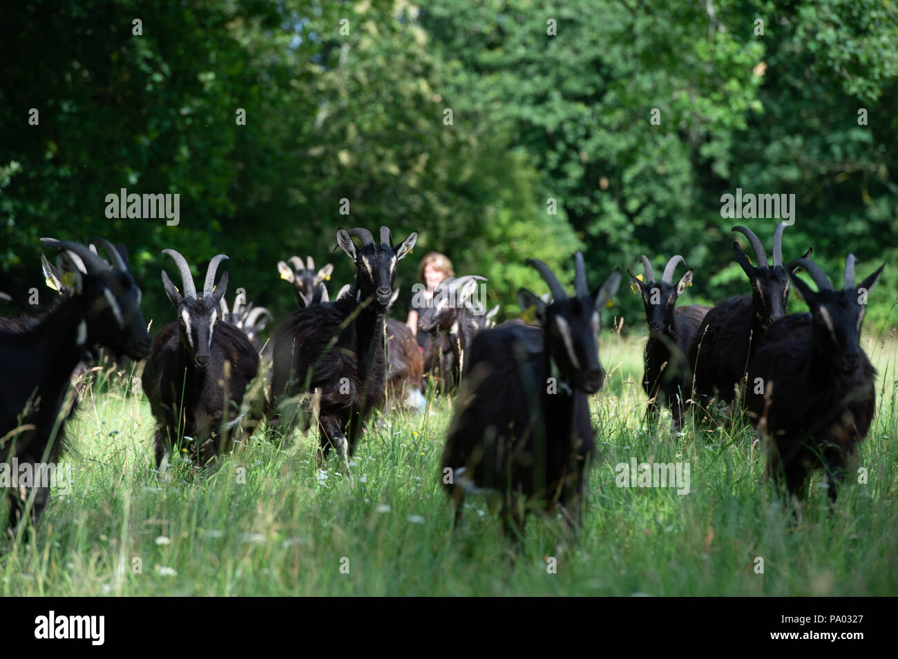 Capre pascolano sul prato in estate, Gironde, Francia Foto Stock