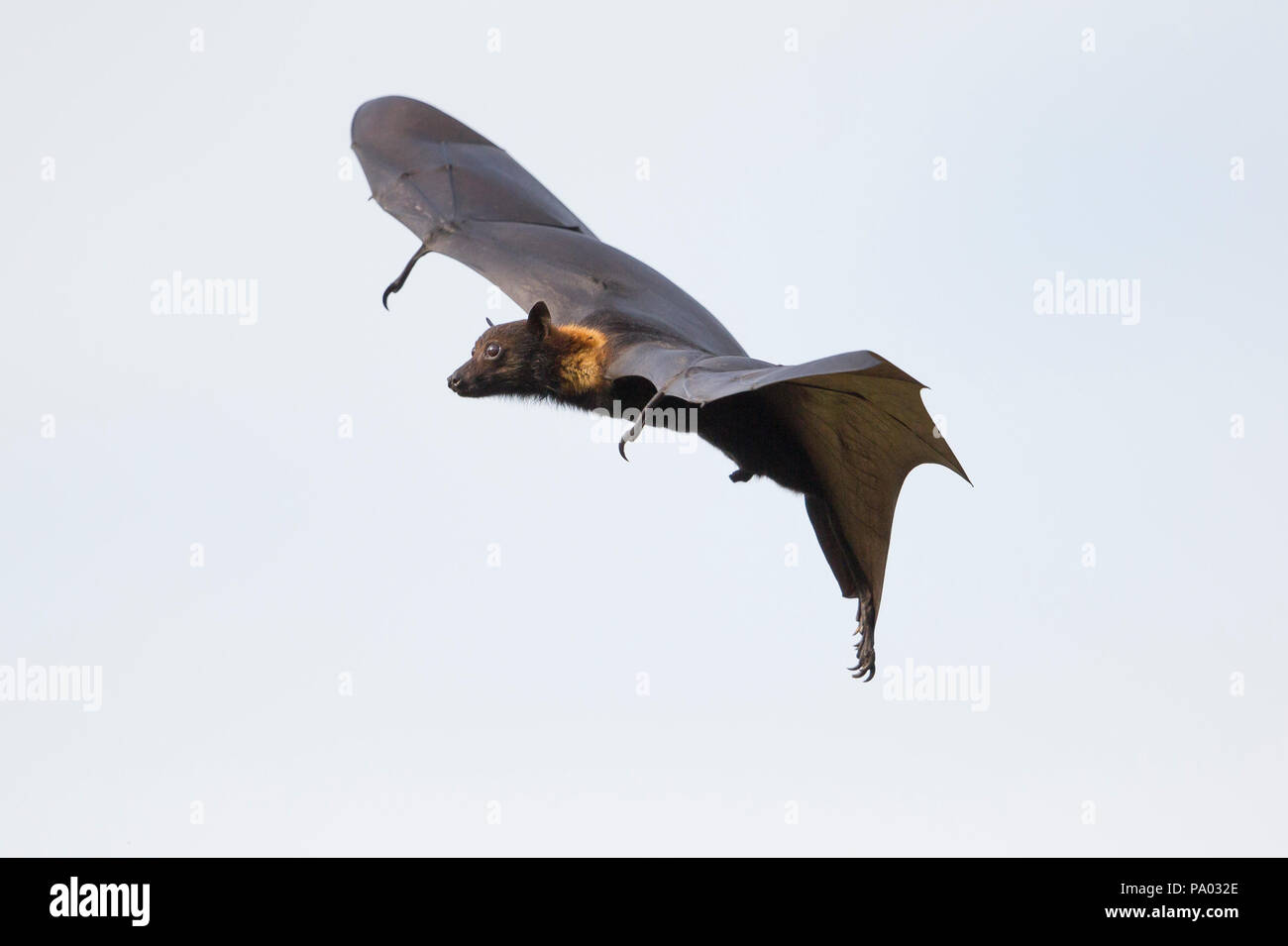 Flying Fox aka frutta nera bat (Pteropus alecto) nella Kimberley, Australia occidentale Foto Stock