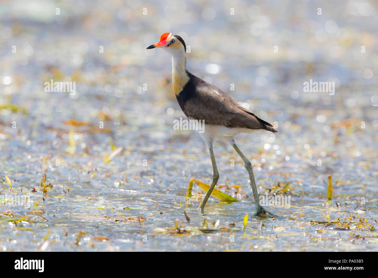 Pettine-crested Jacana (Irediparra gallinacea) aka "Gesù Bird in Kimberly, Australia Foto Stock