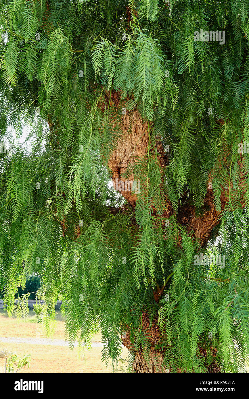 Dettagli sul tronco di legno da un sud alberi tropicali. Faccia Ent Foto Stock