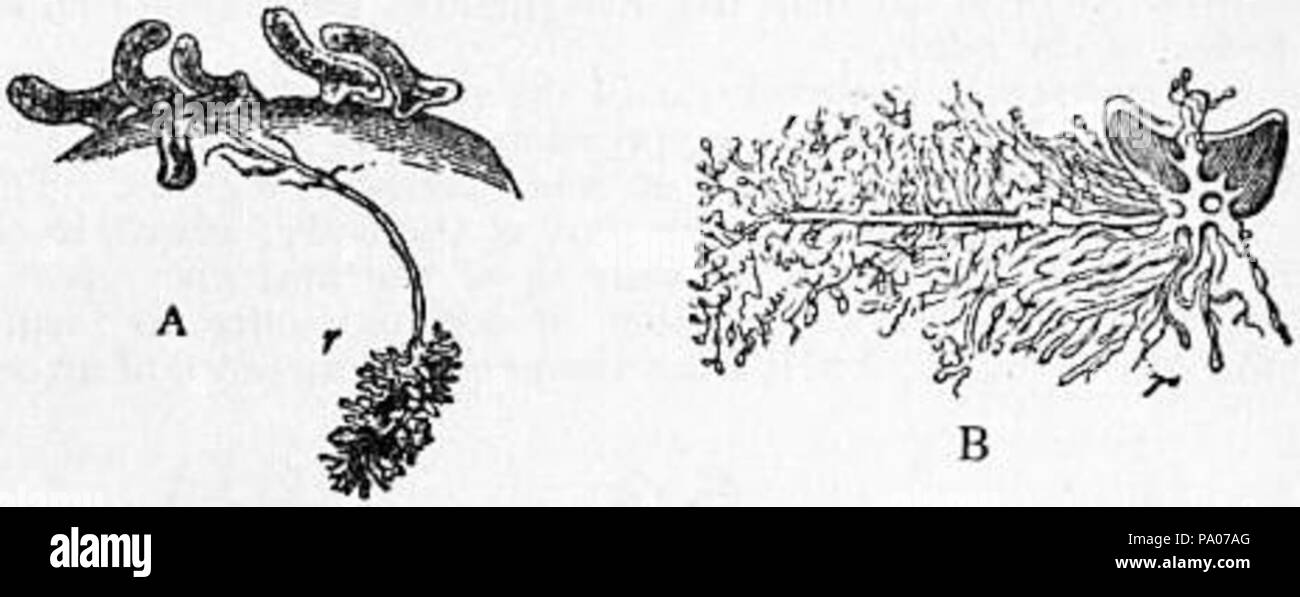602 EB1911 Crustacea Fig. 1 Foto Stock