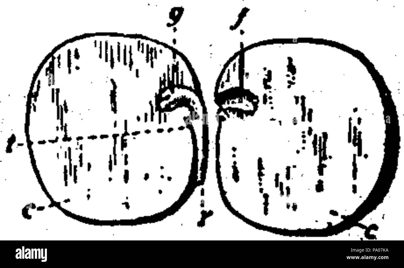 603 EB1911 stelo Fig 2 Foto Stock