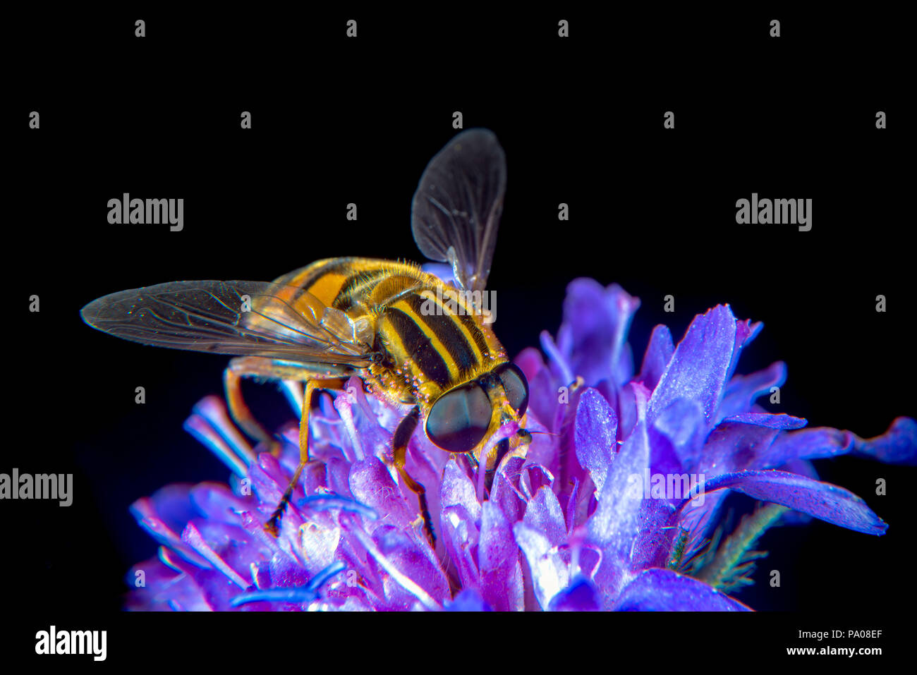 Grande Tiger Hoverfly su un fiore di cardo Foto Stock