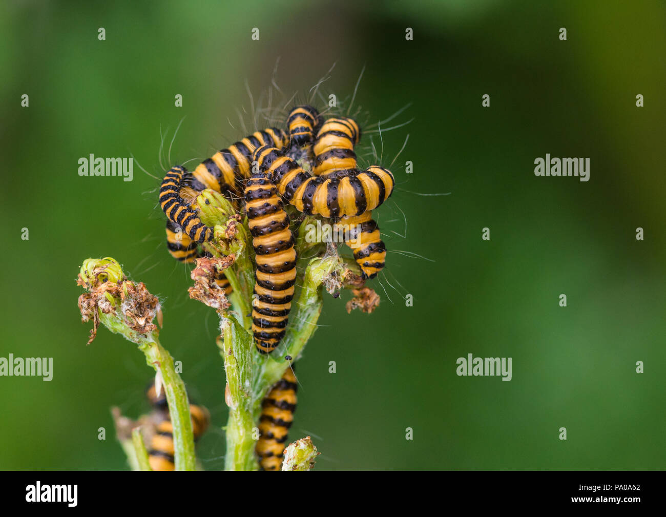 Una ripresa macro di un gruppo di cinabro moth bruchi mangiare qualche erba tossica boccioli di fiori. Foto Stock