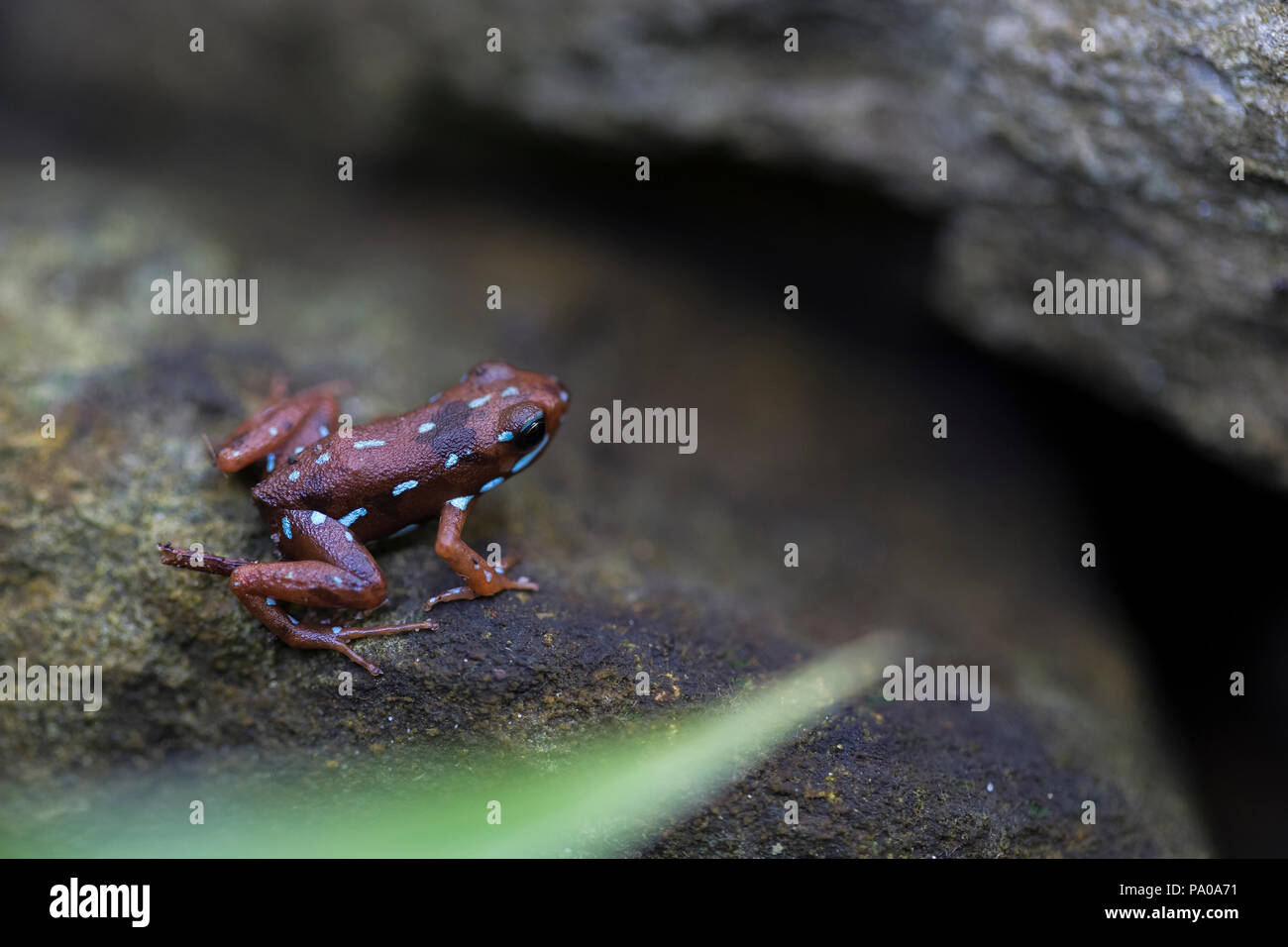 Poison dart frog, Epipedobates anthonyi, vista laterale con strisce blu Foto Stock