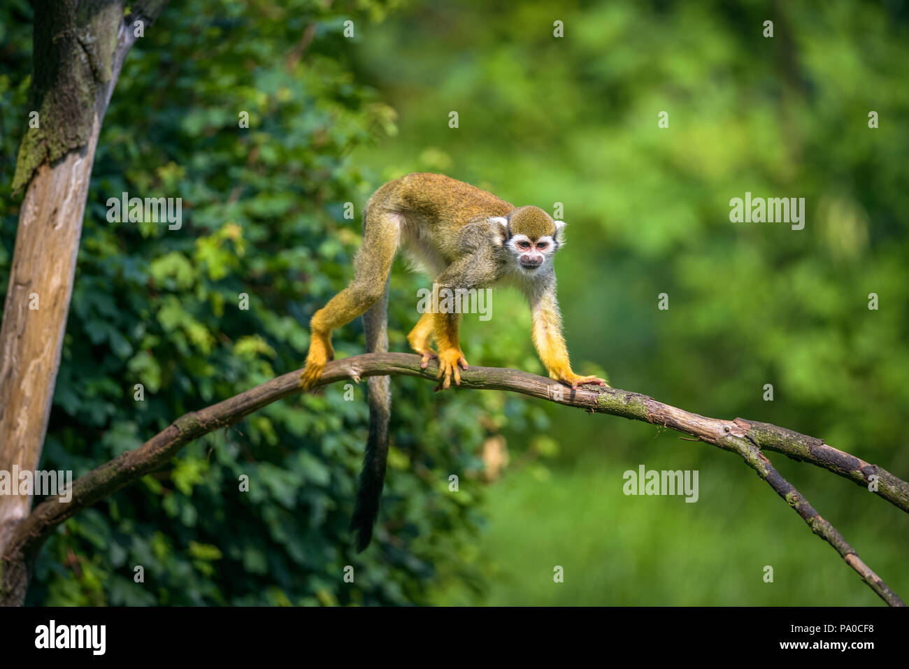 Comune di Scimmia di scoiattolo a piedi su un ramo di albero Foto Stock