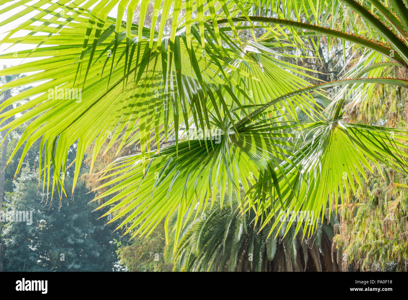 La bella fontana di foglie di palma in controluce a Los Angeles in California Foto Stock