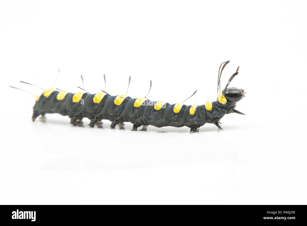 Alder moth caterpillar, Acronicta alni, fotografato in studio. Trovato su Wiltshire/Confine di Dorset England Regno Unito GB. La falena ontano feed caterpillar Foto Stock