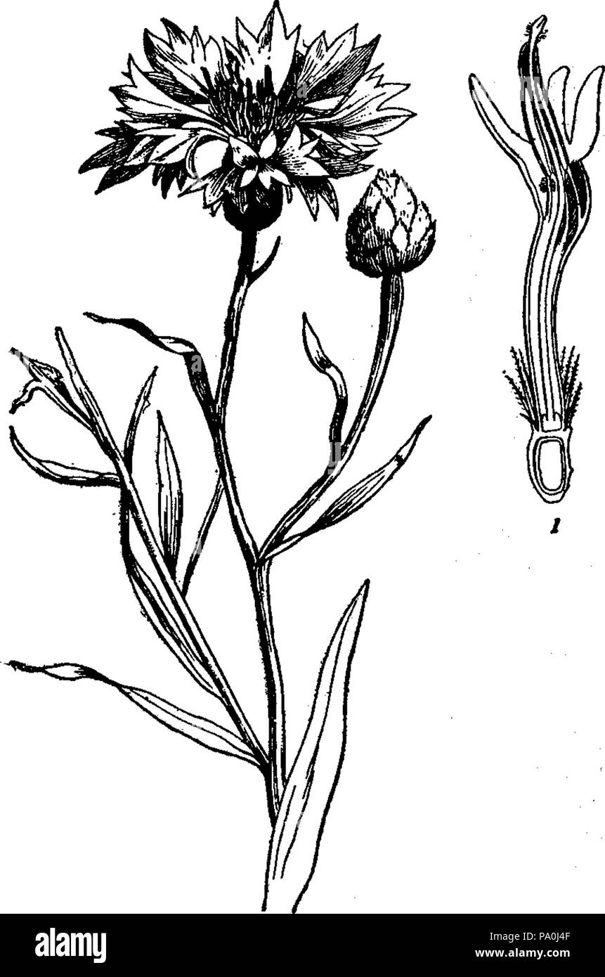 600 EB 1911 fioritura shoot di fiordaliso Foto Stock