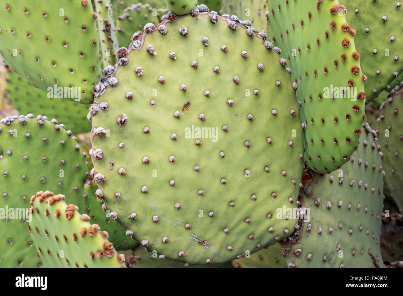 Blind Ficodindia Cactus in piroga Wells area del Parco nazionale di Big Bend. Foto Stock