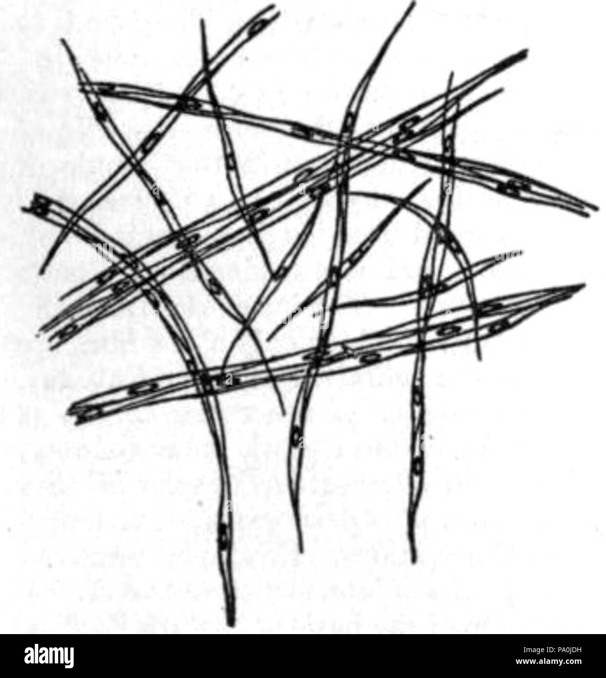 602 EB1911 Tessuti Connettivi - Fig.14, rana del muscolo della vescica Foto Stock