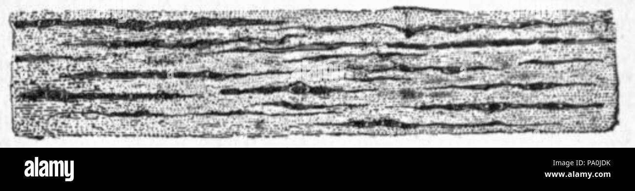 602 EB1911 Tessuti Connettivi - Fig.2 Foto Stock