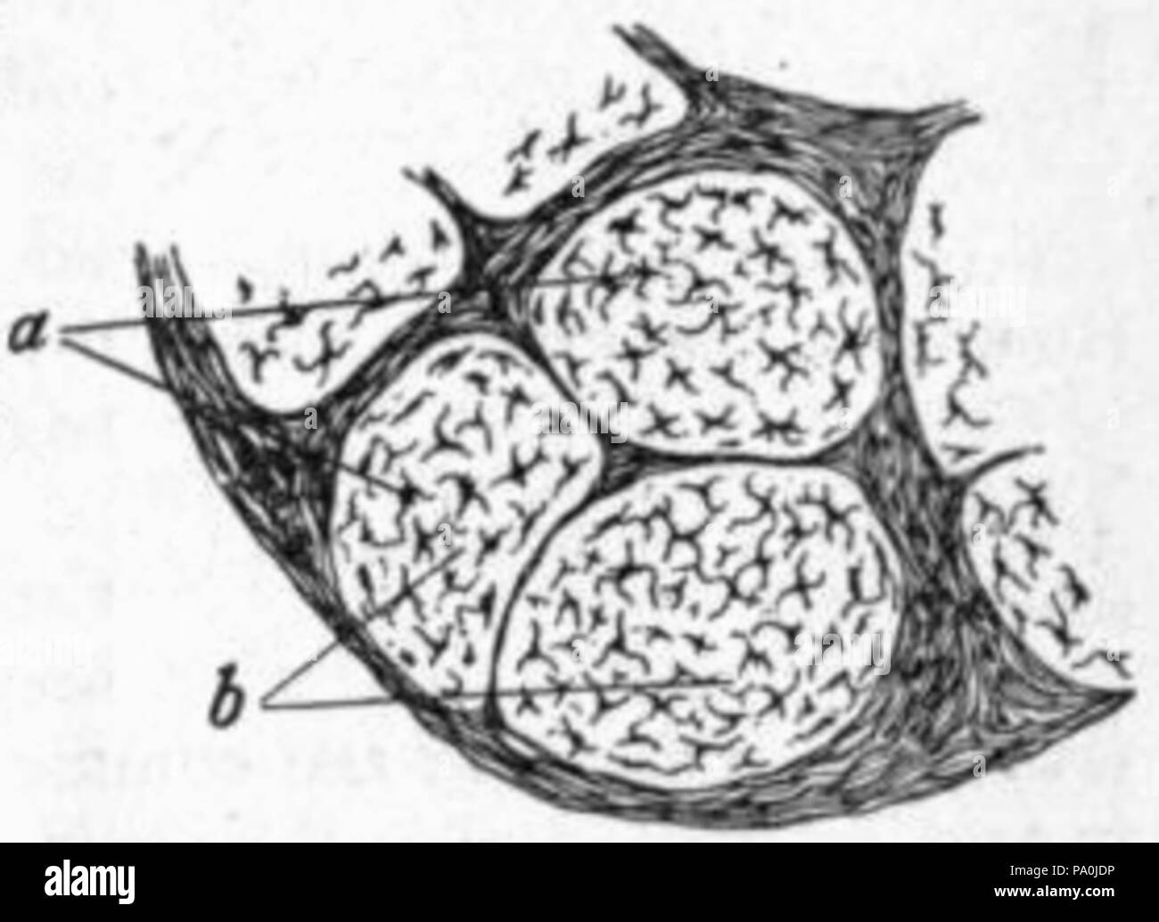602 EB1911 Tessuti Connettivi - Fig.3 Foto Stock