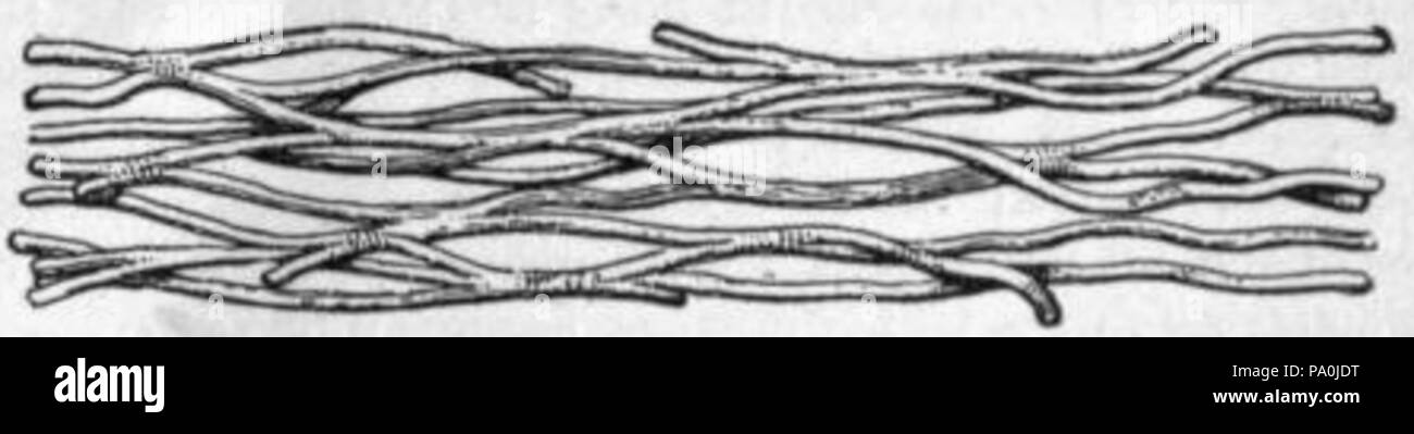 602 EB1911 Tessuti Connettivi - Fig.4 Foto Stock