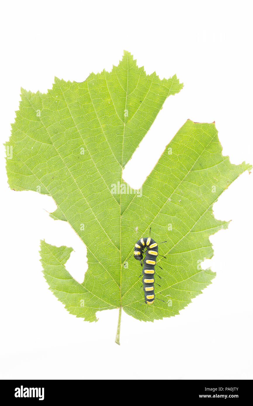Alder moth caterpillar, Acronicta alni, fotografato in studio. Trovato su Wiltshire/Confine di Dorset England Regno Unito GB. La falena ontano feed caterpillar Foto Stock