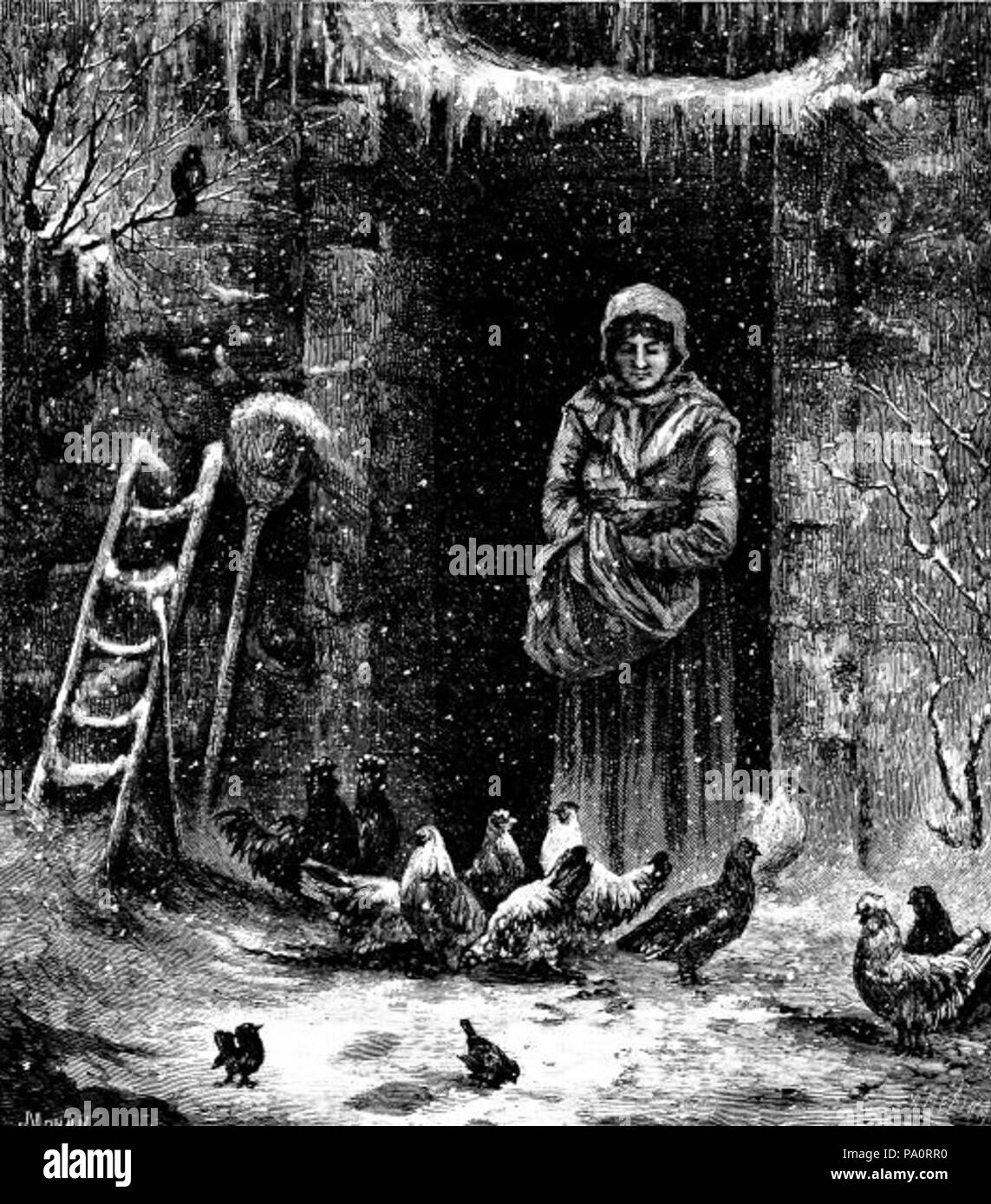 642 alimentazione dei polli Foto Stock