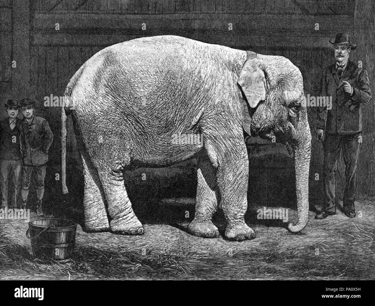 661 Forepaugh-bianco-elephant-2 Foto Stock