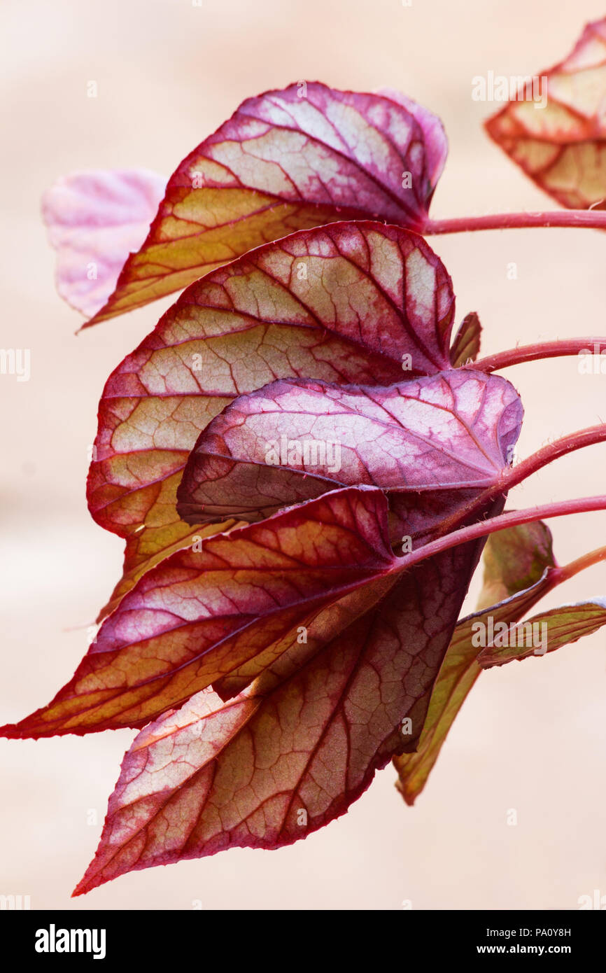 Red Bull begonia lascia Foto Stock