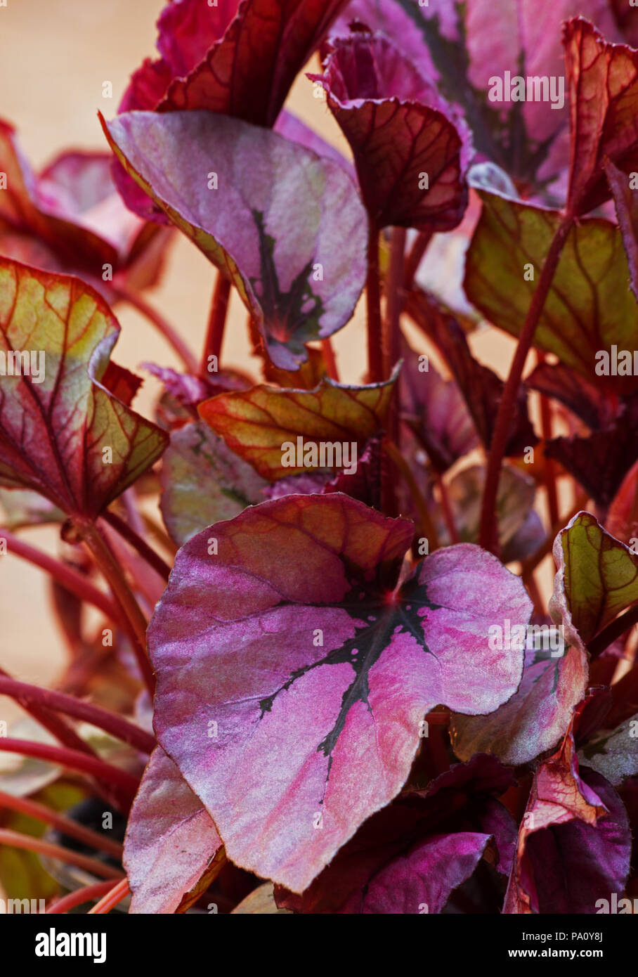 Red Bull begonia lascia Foto Stock
