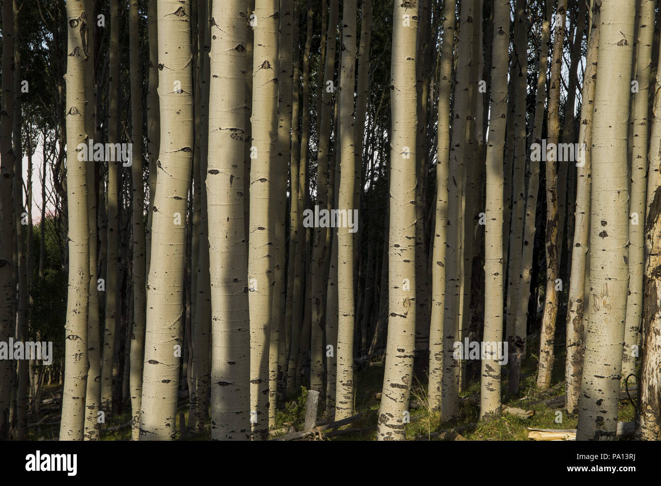 Utah, Stati Uniti d'America. 1 Luglio, 2018. Un cavalletto di aspens catturare alcuni tardo-day light nella Dixie National Forest, Utah, domenica 1 luglio 1, 2018. Credito: L.E. Baskow/ZUMA filo/Alamy Live News Foto Stock