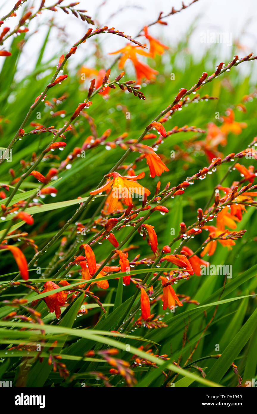 Ardara, County Donegal, Irlanda meteo. Il 20 luglio 2018. Le gocce di pioggia appendere alla fioritura selvatica Montbretia piante, in irlandese Fealeastram dearg, in un giorno di pioggia sulla costa nord-occidentale. Credito: Richard Wayman/Alamy Live News Foto Stock