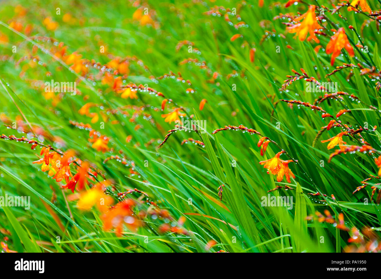Ardara, County Donegal, Irlanda meteo. Il 20 luglio 2018. Le gocce di pioggia appendere alla fioritura selvatica Montbretia piante, in irlandese Fealeastram dearg, in un giorno di pioggia sulla costa nord-occidentale. Credito: Richard Wayman/Alamy Live News Foto Stock