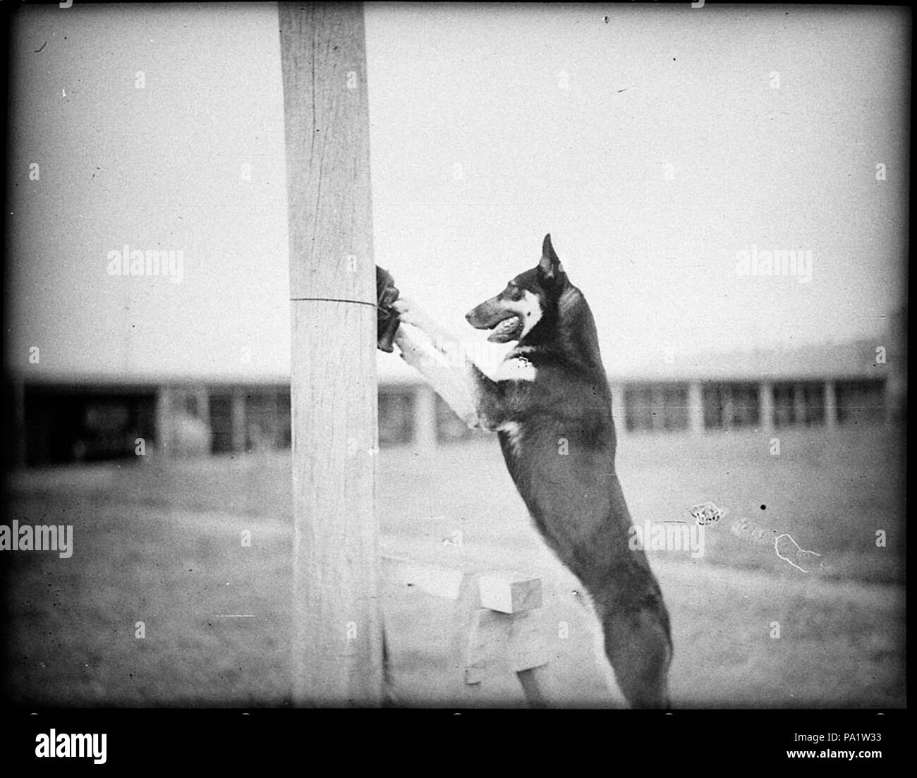 252 27928 SLNSW cane poliziotto Tess Foto Stock