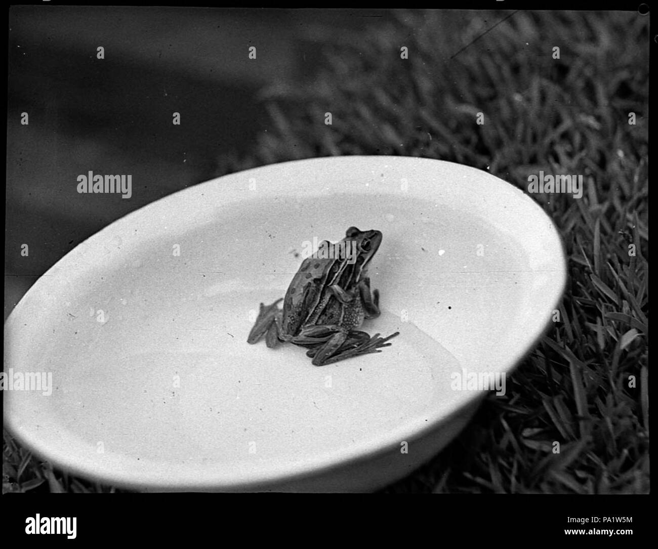 252 28198 SLNSW rane Foto Stock