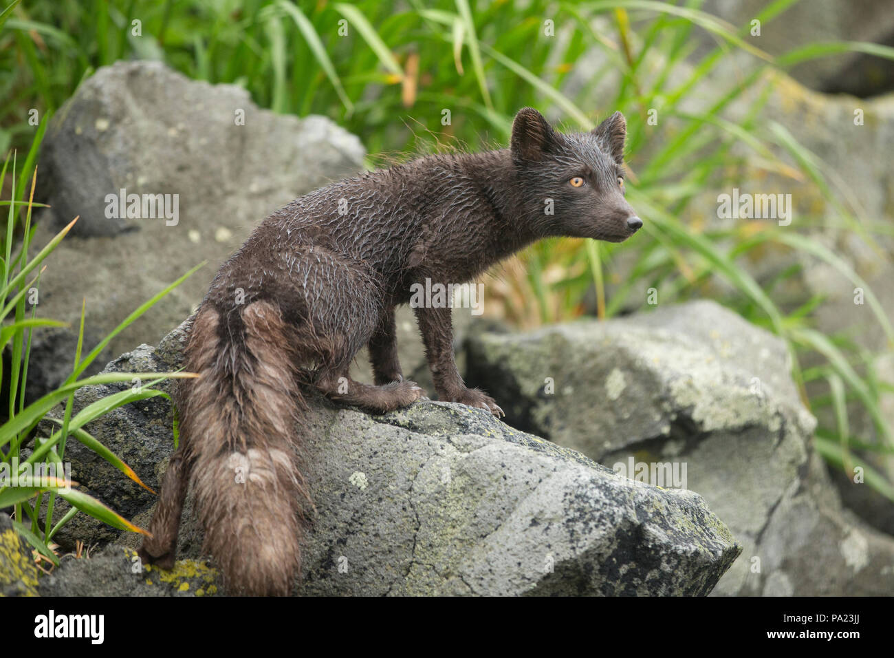 Arctic Fox (blu morph), isole Curili Foto Stock