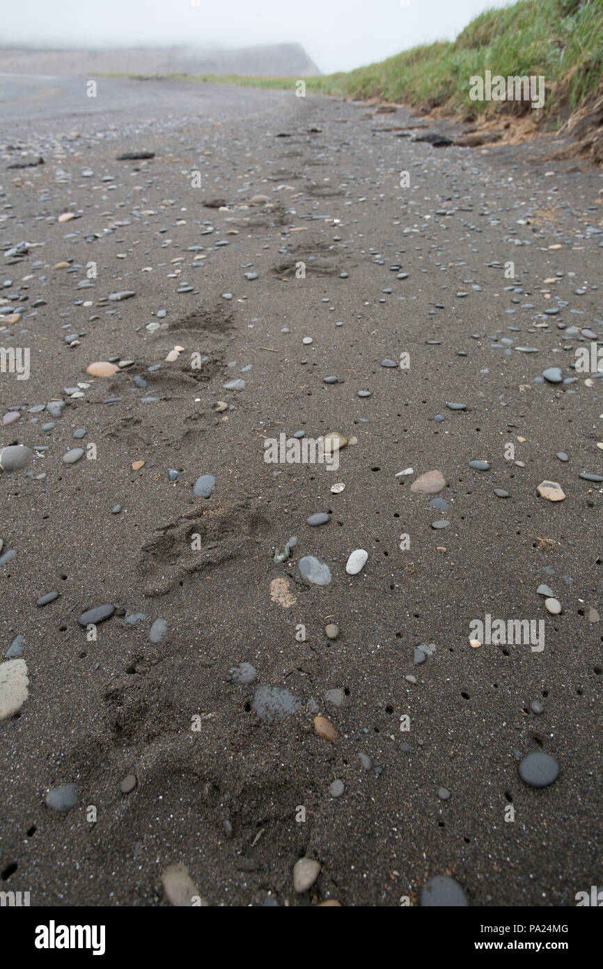 Grande Orso Bruno tracce su una spiaggia in Russia Foto Stock