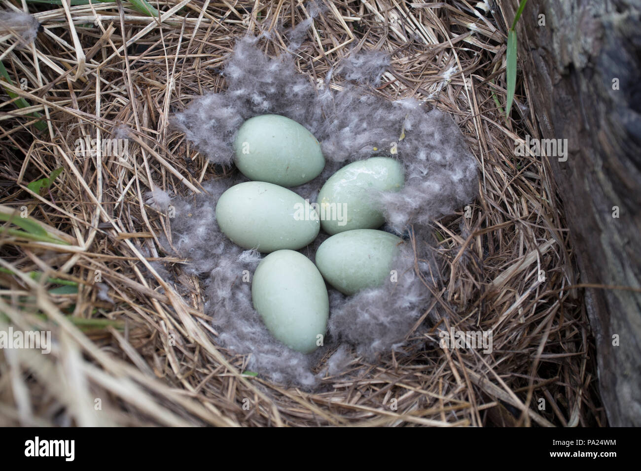 Eider Duck's Nest con cinque uova Foto Stock