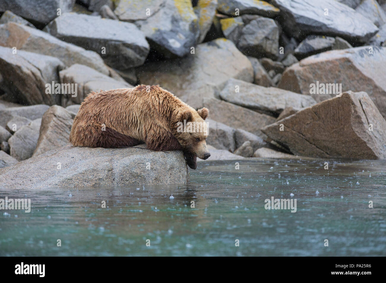 Uno Kamchatka l'orso bruno (Ursus arctos beringianus) sulla costa orientale della Russia Foto Stock