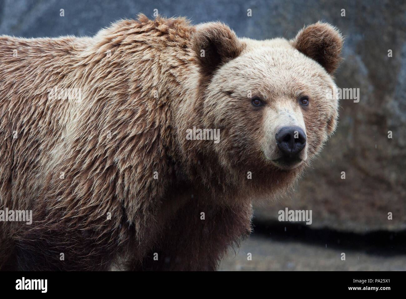 Uno Kamchatka l'orso bruno (Ursus arctos beringianus) sulla costa orientale della Russia Foto Stock