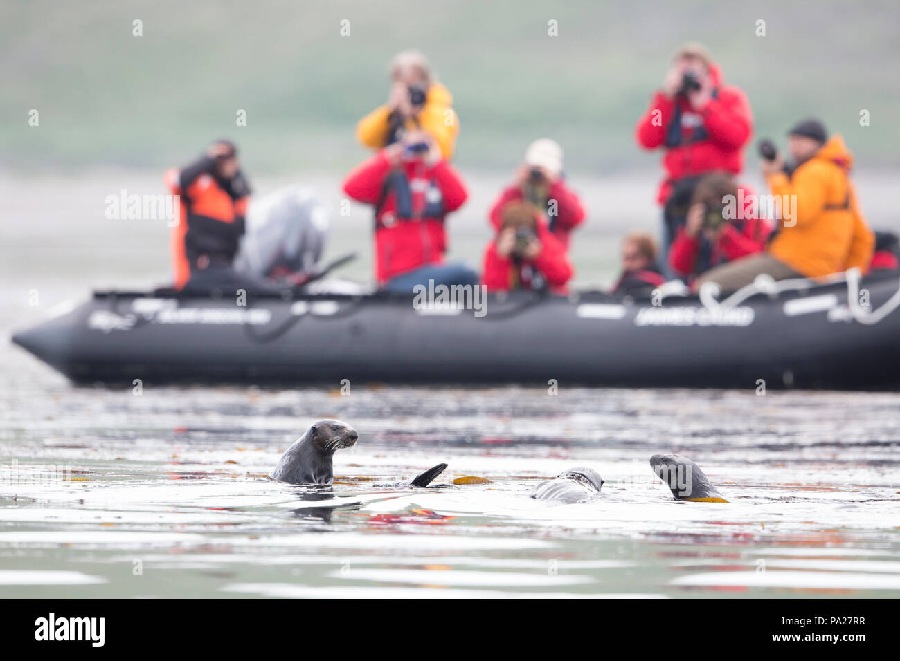 I turisti la visualizzazione le lontre marine nel selvaggio da un zodiac Foto Stock
