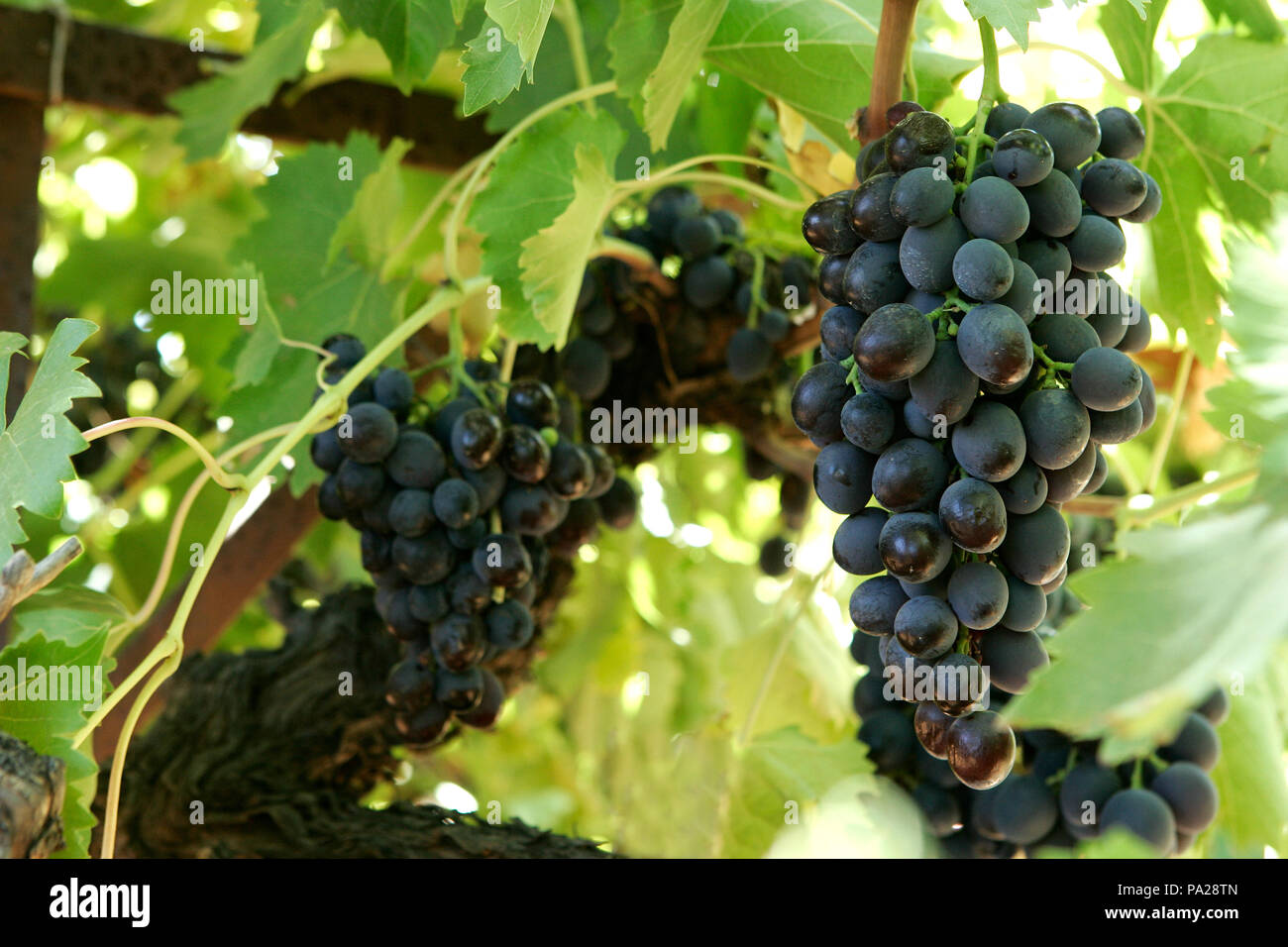 Carolina Black Rose' uva appeso sulla vite Foto stock - Alamy