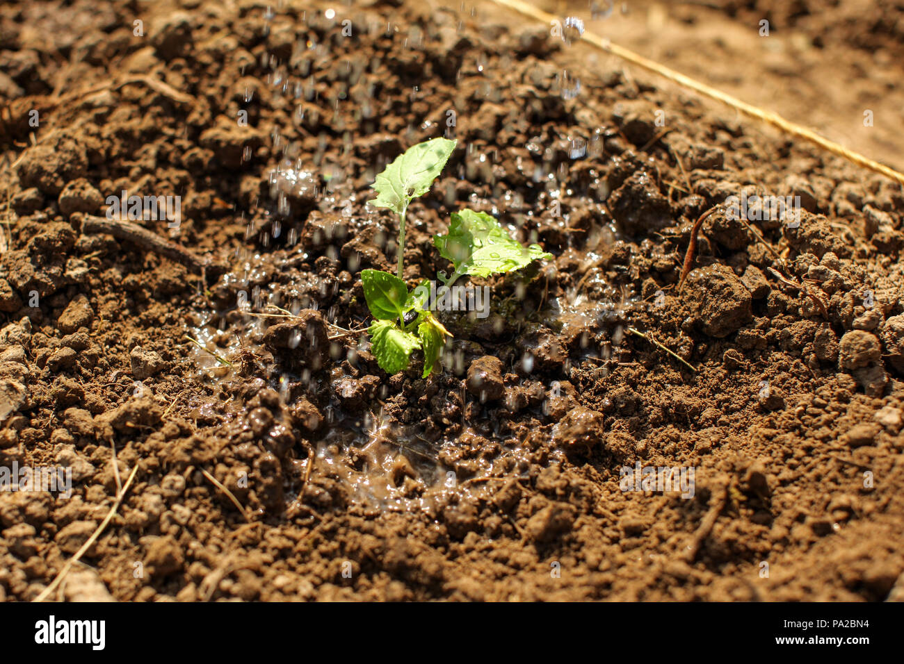 Verde giovane piantina appena piantati nel suolo bagnato essendo irrigata. Foto Stock
