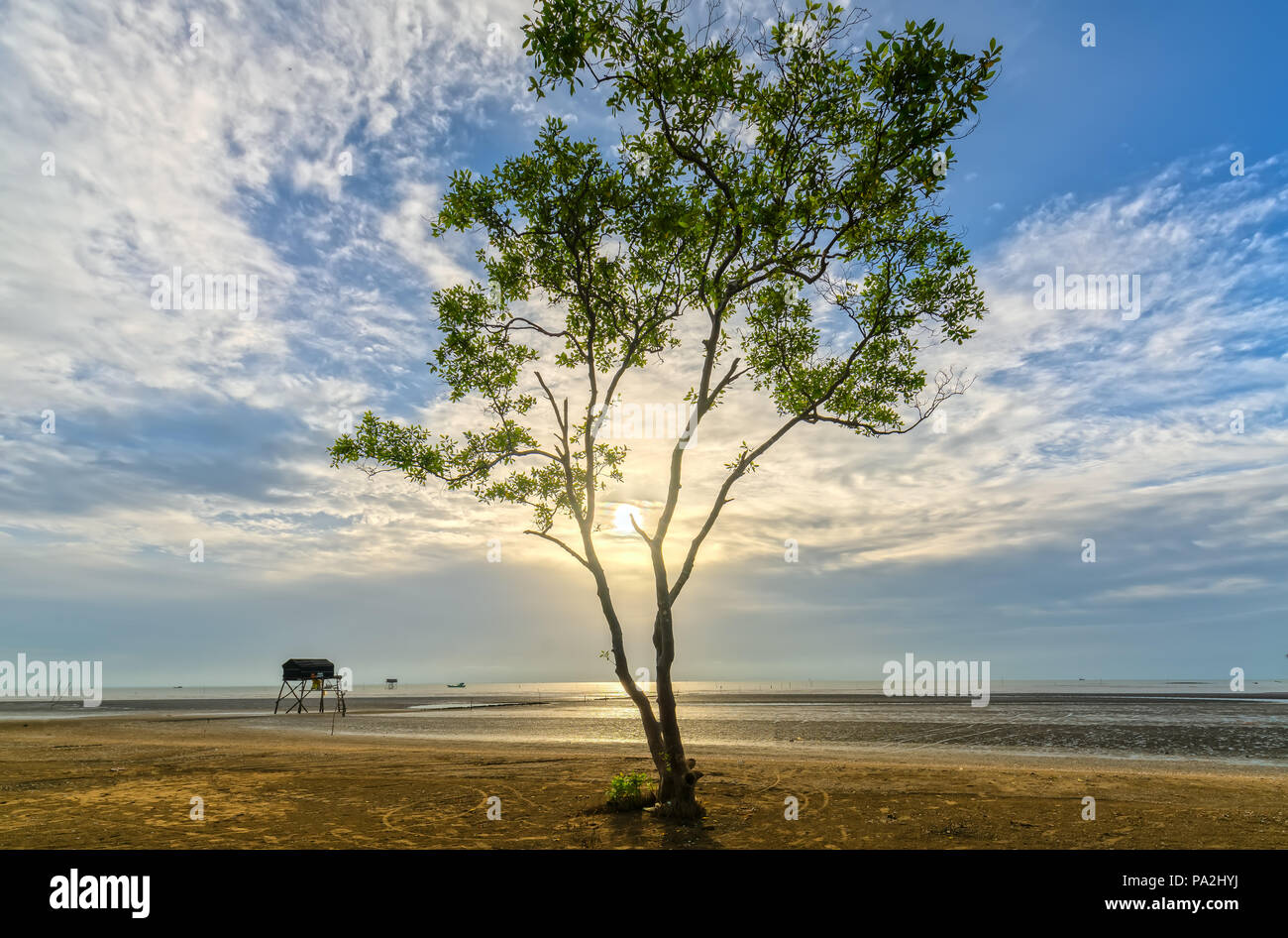 Alba sulla spiaggia con alberi di mangrovie che crescono su argini da soli. Queste sono piante contro le onde del mare erodendo la costa e anche il polmone verde per uomo Foto Stock