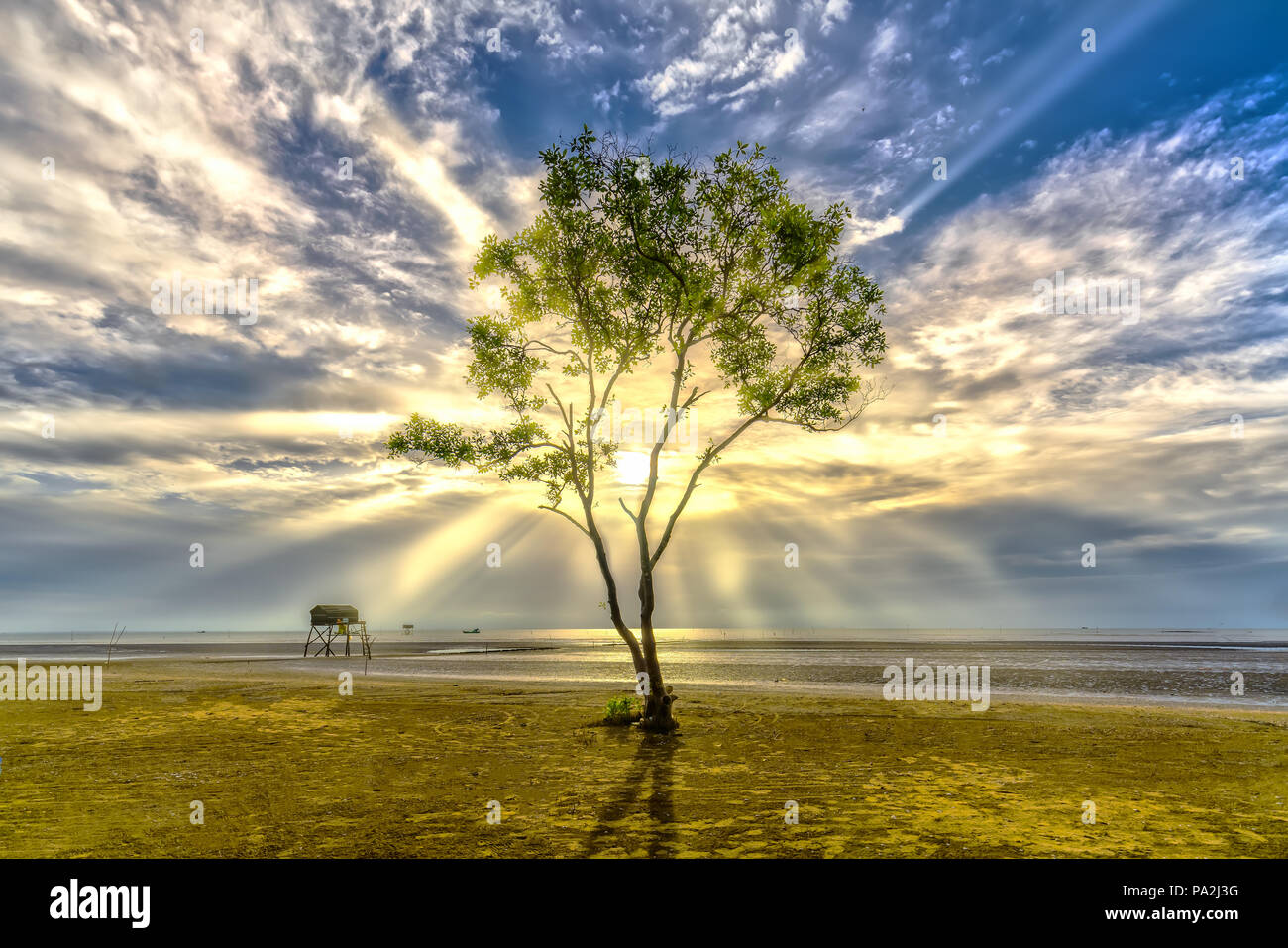 Alba sulla spiaggia con alberi di mangrovie che crescono su argini da soli. Queste sono piante contro le onde del mare erodendo la costa e anche il polmone verde per uomo Foto Stock