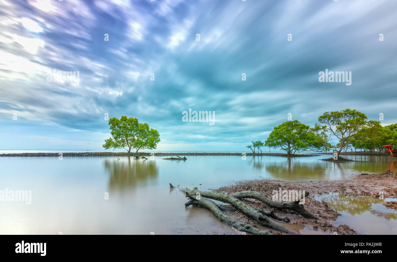 Alba sulla spiaggia con alberi di mangrovie che crescono su argini da soli. Queste sono piante contro le onde del mare erodendo la costa e anche il polmone verde per uomo Foto Stock